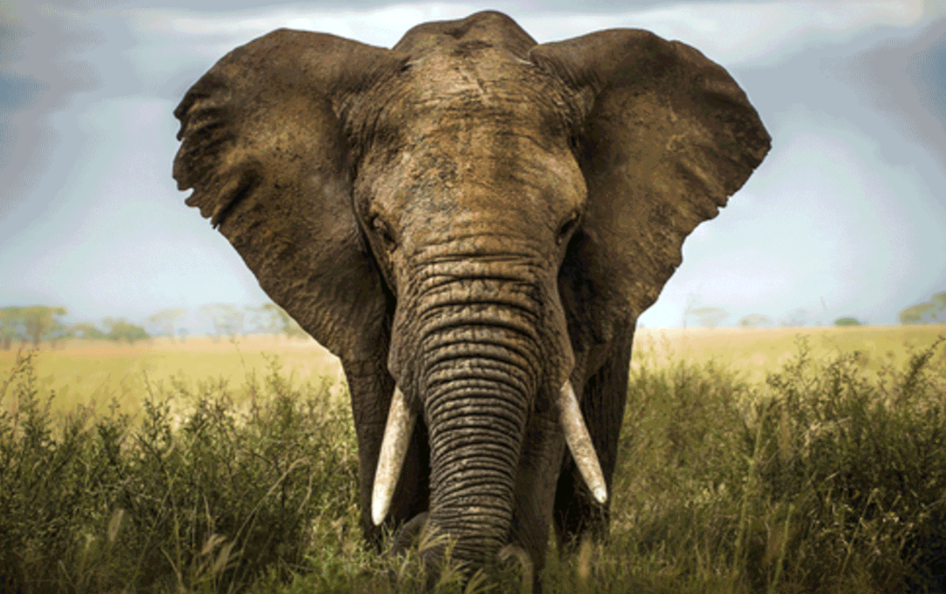 image of elephant
