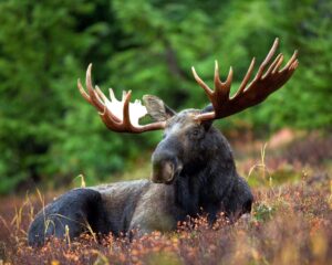 moose